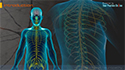 Peripheral Neuropathy